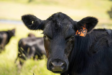 Wagyu angusu inekleri. Sağlıklı sığır sürüsü, yemyeşil otlakta otluyor. Avustralya 'da Yenilenebilir Sürdürülebilir Avustralya Tarım, Sorumlu Hayvancılık ve Doğal Çevre ilkbaharı