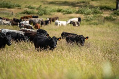 Wagyu angusu inekleri. Sağlıklı sığır sürüsü, yemyeşil otlakta otluyor. Avustralya 'da Yenilenebilir Sürdürülebilir Avustralya Tarım, Sorumlu Hayvancılık ve Doğal Çevre ilkbaharı