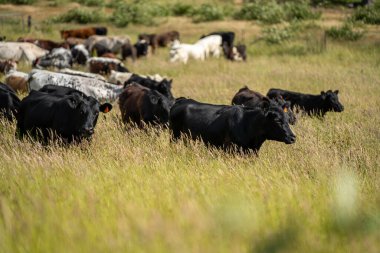 Yeşil yemyeşil çayırlarda otlayan inek sürüsü. Bir barajı, ağaçları ve otlağı olan geniş bir Avustralya Çiftliği manzarası. Kırsal Tarım ve Sürdürülebilir Arazi Yönetimi Avustralya