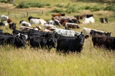 Yeşil yemyeşil çayırlarda otlayan inek sürüsü. Bir barajı, ağaçları ve otlağı olan geniş bir Avustralya Çiftliği manzarası. Kırsal Tarım ve Sürdürülebilir Arazi Yönetimi Avustralya