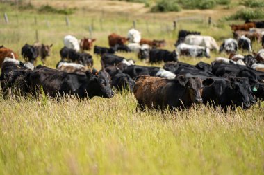 Yeşil yemyeşil çayırlarda otlayan inek sürüsü. Bir barajı, ağaçları ve otlağı olan geniş bir Avustralya Çiftliği manzarası. Kırsal Tarım ve Sürdürülebilir Arazi Yönetimi Avustralya