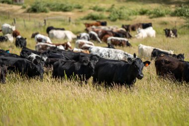 Wagyu angusu inekleri. Sağlıklı sığır sürüsü, yemyeşil otlakta otluyor. Avustralya 'da Yenilenebilir Sürdürülebilir Avustralya Tarım, Sorumlu Hayvancılık ve Doğal Çevre ilkbaharı
