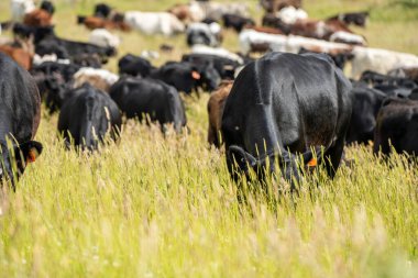 Wagyu angusu inekleri. Sağlıklı sığır sürüsü, yemyeşil otlakta otluyor. Avustralya 'da Yenilenebilir Sürdürülebilir Avustralya Tarım, Sorumlu Hayvancılık ve Doğal Çevre ilkbaharı