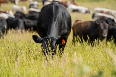Wagyu angusu inekleri. Sağlıklı sığır sürüsü, yemyeşil otlakta otluyor. Avustralya 'da Yenilenebilir Sürdürülebilir Avustralya Tarım, Sorumlu Hayvancılık ve Doğal Çevre ilkbaharı