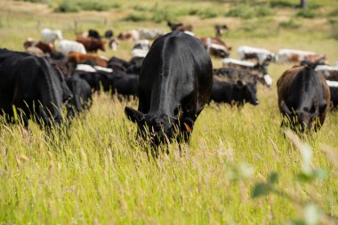 Yeşil yemyeşil çayırlarda otlayan inek sürüsü. Bir barajı, ağaçları ve otlağı olan geniş bir Avustralya Çiftliği manzarası. Kırsal Tarım ve Sürdürülebilir Arazi Yönetimi Avustralya