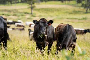 Wagyu angusu inekleri. Sağlıklı sığır sürüsü, yemyeşil otlakta otluyor. Avustralya 'da Yenilenebilir Sürdürülebilir Avustralya Tarım, Sorumlu Hayvancılık ve Doğal Çevre ilkbaharı