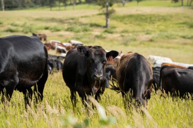 Yeşil yemyeşil çayırlarda otlayan inek sürüsü. Bir barajı, ağaçları ve otlağı olan geniş bir Avustralya Çiftliği manzarası. Kırsal Tarım ve Sürdürülebilir Arazi Yönetimi Avustralya