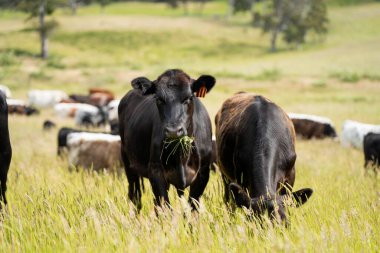 Wagyu angusu inekleri. Sağlıklı sığır sürüsü, yemyeşil otlakta otluyor. Avustralya 'da Yenilenebilir Sürdürülebilir Avustralya Tarım, Sorumlu Hayvancılık ve Doğal Çevre ilkbaharı