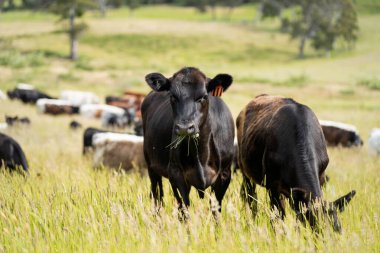 Wagyu angusu inekleri. Sağlıklı sığır sürüsü, yemyeşil otlakta otluyor. Avustralya 'da Yenilenebilir Sürdürülebilir Avustralya Tarım, Sorumlu Hayvancılık ve Doğal Çevre ilkbaharı