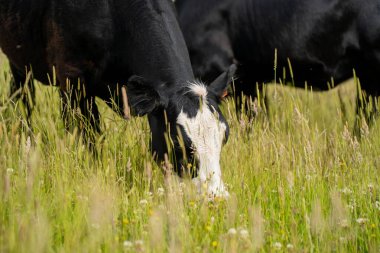Wagyu angusu inekleri. Sağlıklı sığır sürüsü, yemyeşil otlakta otluyor. Avustralya 'da Yenilenebilir Sürdürülebilir Avustralya Tarım, Sorumlu Hayvancılık ve Doğal Çevre ilkbaharı