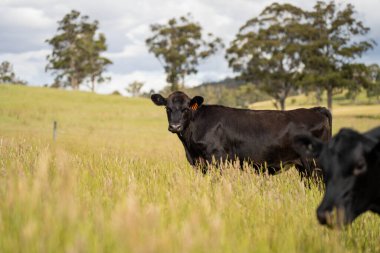 Wagyu angusu inekleri. Sağlıklı sığır sürüsü, yemyeşil otlakta otluyor. Avustralya 'da Yenilenebilir Sürdürülebilir Avustralya Tarım, Sorumlu Hayvancılık ve Doğal Çevre ilkbaharı