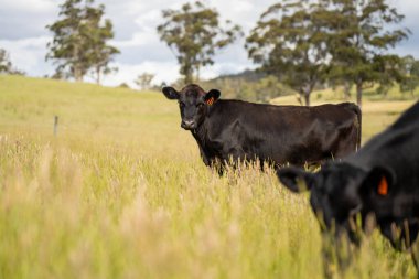 Wagyu angusu inekleri. Sağlıklı sığır sürüsü, yemyeşil otlakta otluyor. Avustralya 'da Yenilenebilir Sürdürülebilir Avustralya Tarım, Sorumlu Hayvancılık ve Doğal Çevre ilkbaharı