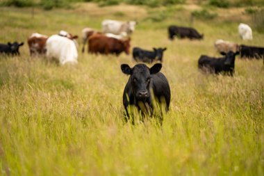 Wagyu angusu inekleri. Sağlıklı sığır sürüsü, yemyeşil otlakta otluyor. Avustralya 'da Yenilenebilir Sürdürülebilir Avustralya Tarım, Sorumlu Hayvancılık ve Doğal Çevre ilkbaharı