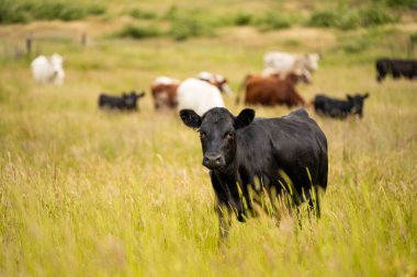 Wagyu angusu inekleri. Sağlıklı sığır sürüsü, yemyeşil otlakta otluyor. Avustralya 'da Yenilenebilir Sürdürülebilir Avustralya Tarım, Sorumlu Hayvancılık ve Doğal Çevre ilkbaharı