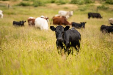 Yeşil yemyeşil çayırlarda otlayan inek sürüsü. Bir barajı, ağaçları ve otlağı olan geniş bir Avustralya Çiftliği manzarası. Kırsal Tarım ve Sürdürülebilir Arazi Yönetimi Avustralya