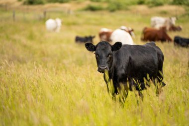 Wagyu angusu inekleri. Sağlıklı sığır sürüsü, yemyeşil otlakta otluyor. Avustralya 'da Yenilenebilir Sürdürülebilir Avustralya Tarım, Sorumlu Hayvancılık ve Doğal Çevre ilkbaharı
