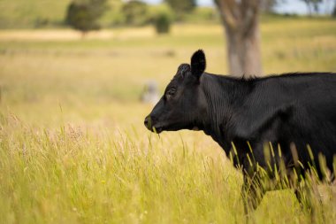 Wagyu angusu inekleri. Sağlıklı sığır sürüsü, yemyeşil otlakta otluyor. Avustralya 'da Yenilenebilir Sürdürülebilir Avustralya Tarım, Sorumlu Hayvancılık ve Doğal Çevre ilkbaharı