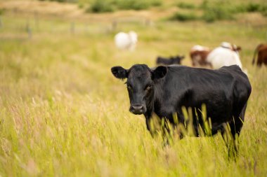 Wagyu angusu inekleri. Sağlıklı sığır sürüsü, yemyeşil otlakta otluyor. Avustralya 'da Yenilenebilir Sürdürülebilir Avustralya Tarım, Sorumlu Hayvancılık ve Doğal Çevre ilkbaharı