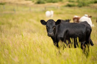 Yeşil yemyeşil çayırlarda otlayan inek sürüsü. Bir barajı, ağaçları ve otlağı olan geniş bir Avustralya Çiftliği manzarası. Kırsal Tarım ve Sürdürülebilir Arazi Yönetimi Avustralya