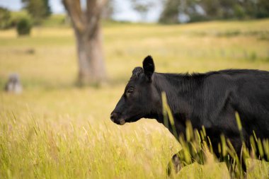 Wagyu angusu inekleri. Sağlıklı sığır sürüsü, yemyeşil otlakta otluyor. Avustralya 'da Yenilenebilir Sürdürülebilir Avustralya Tarım, Sorumlu Hayvancılık ve Doğal Çevre ilkbaharı