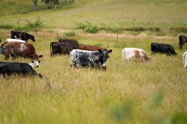 Wagyu angusu inekleri. Sağlıklı sığır sürüsü, yemyeşil otlakta otluyor. Avustralya 'da Yenilenebilir Sürdürülebilir Avustralya Tarım, Sorumlu Hayvancılık ve Doğal Çevre ilkbaharı