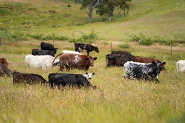 Wagyu angusu inekleri. Sağlıklı sığır sürüsü, yemyeşil otlakta otluyor. Avustralya 'da Yenilenebilir Sürdürülebilir Avustralya Tarım, Sorumlu Hayvancılık ve Doğal Çevre ilkbaharı