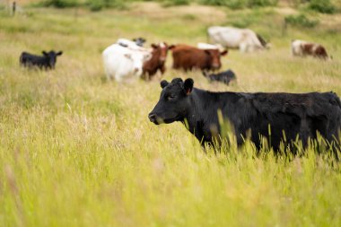 Wagyu angusu inekleri. Sağlıklı sığır sürüsü, yemyeşil otlakta otluyor. Avustralya 'da Yenilenebilir Sürdürülebilir Avustralya Tarım, Sorumlu Hayvancılık ve Doğal Çevre ilkbaharı