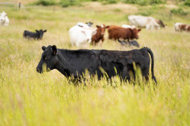 Wagyu angusu inekleri. Sağlıklı sığır sürüsü, yemyeşil otlakta otluyor. Avustralya 'da Yenilenebilir Sürdürülebilir Avustralya Tarım, Sorumlu Hayvancılık ve Doğal Çevre ilkbaharı