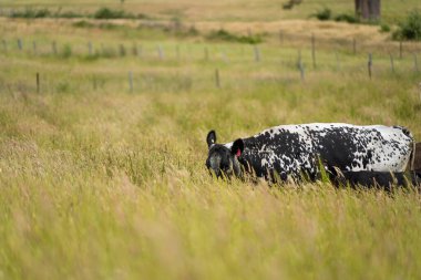 Wagyu angusu inekleri. Sağlıklı sığır sürüsü, yemyeşil otlakta otluyor. Avustralya 'da Yenilenebilir Sürdürülebilir Avustralya Tarım, Sorumlu Hayvancılık ve Doğal Çevre ilkbaharı