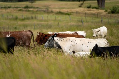 Wagyu angusu inekleri. Sağlıklı sığır sürüsü, yemyeşil otlakta otluyor. Avustralya 'da Yenilenebilir Sürdürülebilir Avustralya Tarım, Sorumlu Hayvancılık ve Doğal Çevre ilkbaharı