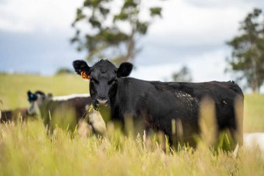 Yeşil yemyeşil çayırlarda otlayan inek sürüsü. Bir barajı, ağaçları ve otlağı olan geniş bir Avustralya Çiftliği manzarası. Kırsal Tarım ve Sürdürülebilir Arazi Yönetimi Avustralya