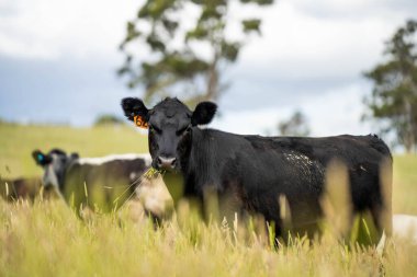 Wagyu angusu inekleri. Sağlıklı sığır sürüsü, yemyeşil otlakta otluyor. Avustralya 'da Yenilenebilir Sürdürülebilir Avustralya Tarım, Sorumlu Hayvancılık ve Doğal Çevre ilkbaharı