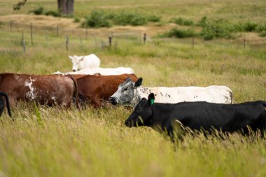 Wagyu angusu inekleri. Sağlıklı sığır sürüsü, yemyeşil otlakta otluyor. Avustralya 'da Yenilenebilir Sürdürülebilir Avustralya Tarım, Sorumlu Hayvancılık ve Doğal Çevre ilkbaharı