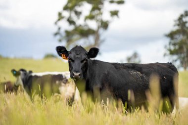 Wagyu angusu inekleri. Sağlıklı sığır sürüsü, yemyeşil otlakta otluyor. Avustralya 'da Yenilenebilir Sürdürülebilir Avustralya Tarım, Sorumlu Hayvancılık ve Doğal Çevre ilkbaharı
