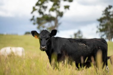 Wagyu angusu inekleri. Sağlıklı sığır sürüsü, yemyeşil otlakta otluyor. Avustralya 'da Yenilenebilir Sürdürülebilir Avustralya Tarım, Sorumlu Hayvancılık ve Doğal Çevre ilkbaharı