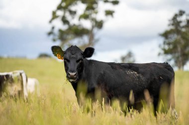 Wagyu angusu inekleri. Sağlıklı sığır sürüsü, yemyeşil otlakta otluyor. Avustralya 'da Yenilenebilir Sürdürülebilir Avustralya Tarım, Sorumlu Hayvancılık ve Doğal Çevre ilkbaharı
