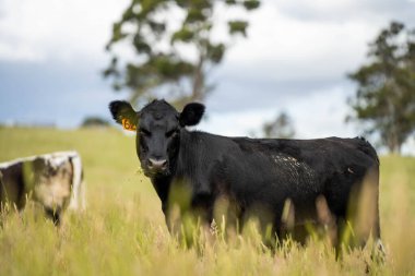 Wagyu angusu inekleri. Sağlıklı sığır sürüsü, yemyeşil otlakta otluyor. Avustralya 'da Yenilenebilir Sürdürülebilir Avustralya Tarım, Sorumlu Hayvancılık ve Doğal Çevre ilkbaharı