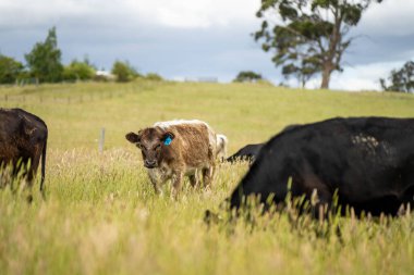 Wagyu angusu inekleri. Sağlıklı sığır sürüsü, yemyeşil otlakta otluyor. Avustralya 'da Yenilenebilir Sürdürülebilir Avustralya Tarım, Sorumlu Hayvancılık ve Doğal Çevre ilkbaharı