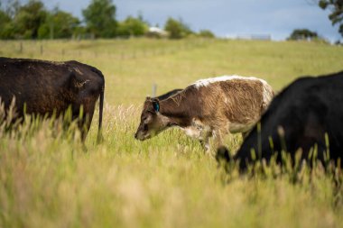 Wagyu angusu inekleri. Sağlıklı sığır sürüsü, yemyeşil otlakta otluyor. Avustralya 'da Yenilenebilir Sürdürülebilir Avustralya Tarım, Sorumlu Hayvancılık ve Doğal Çevre ilkbaharı