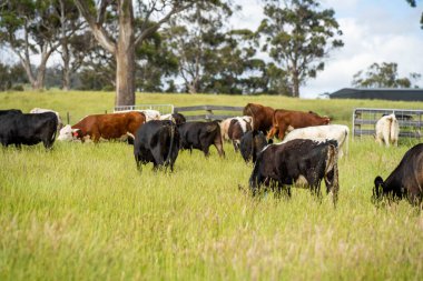 Wagyu angusu inekleri. Sağlıklı sığır sürüsü, yemyeşil otlakta otluyor. Avustralya 'da Yenilenebilir Sürdürülebilir Avustralya Tarım, Sorumlu Hayvancılık ve Doğal Çevre ilkbaharı