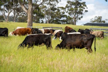 Wagyu angusu inekleri. Sağlıklı sığır sürüsü, yemyeşil otlakta otluyor. Avustralya 'da Yenilenebilir Sürdürülebilir Avustralya Tarım, Sorumlu Hayvancılık ve Doğal Çevre ilkbaharı