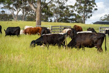 Wagyu angusu inekleri. Sağlıklı sığır sürüsü, yemyeşil otlakta otluyor. Avustralya 'da Yenilenebilir Sürdürülebilir Avustralya Tarım, Sorumlu Hayvancılık ve Doğal Çevre ilkbaharı