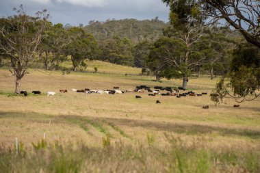 Wagyu angusu inekleri. Sağlıklı sığır sürüsü, yemyeşil otlakta otluyor. Avustralya 'da Yenilenebilir Sürdürülebilir Avustralya Tarım, Sorumlu Hayvancılık ve Doğal Çevre ilkbaharı