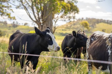 Wagyu angusu inekleri. Sağlıklı sığır sürüsü, yemyeşil otlakta otluyor. Avustralya 'da Yenilenebilir Sürdürülebilir Avustralya Tarım, Sorumlu Hayvancılık ve Doğal Çevre ilkbaharı