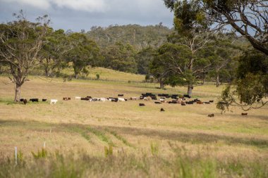 Wagyu angusu inekleri. Sağlıklı sığır sürüsü, yemyeşil otlakta otluyor. Avustralya 'da Yenilenebilir Sürdürülebilir Avustralya Tarım, Sorumlu Hayvancılık ve Doğal Çevre ilkbaharı