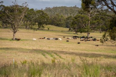 Yeşil yemyeşil çayırlarda otlayan inek sürüsü. Bir barajı, ağaçları ve otlağı olan geniş bir Avustralya Çiftliği manzarası. Kırsal Tarım ve Sürdürülebilir Arazi Yönetimi Avustralya