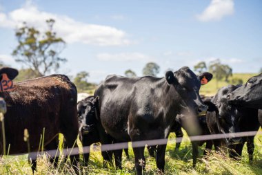 Wagyu angusu inekleri. Sağlıklı sığır sürüsü, yemyeşil otlakta otluyor. Avustralya 'da Yenilenebilir Sürdürülebilir Avustralya Tarım, Sorumlu Hayvancılık ve Doğal Çevre ilkbaharı