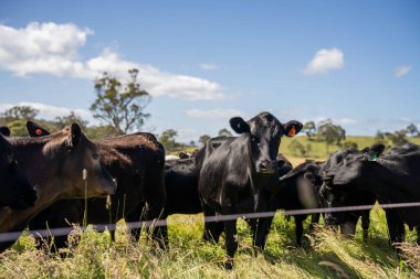 Yeşil yemyeşil çayırlarda otlayan inek sürüsü. Bir barajı, ağaçları ve otlağı olan geniş bir Avustralya Çiftliği manzarası. Kırsal Tarım ve Sürdürülebilir Arazi Yönetimi Avustralya