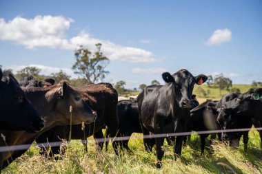 Wagyu angusu inekleri. Sağlıklı sığır sürüsü, yemyeşil otlakta otluyor. Avustralya 'da Yenilenebilir Sürdürülebilir Avustralya Tarım, Sorumlu Hayvancılık ve Doğal Çevre ilkbaharı