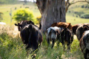 Wagyu angusu inekleri. Sağlıklı sığır sürüsü, yemyeşil otlakta otluyor. Avustralya 'da Yenilenebilir Sürdürülebilir Avustralya Tarım, Sorumlu Hayvancılık ve Doğal Çevre ilkbaharı